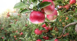 زمان مناسب برای سم پاشی درختان سیب